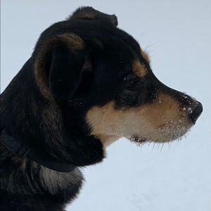 Meet your Posher, Dana